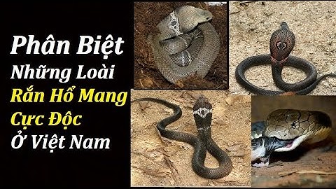 Phân Biệt Nhanh Những Loài Rắn Hổ Mang Cực Độc Tại Việt Nam