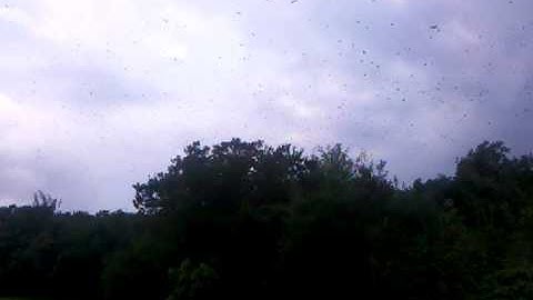 Tree Swallow Swarm, Brigantine,NJ