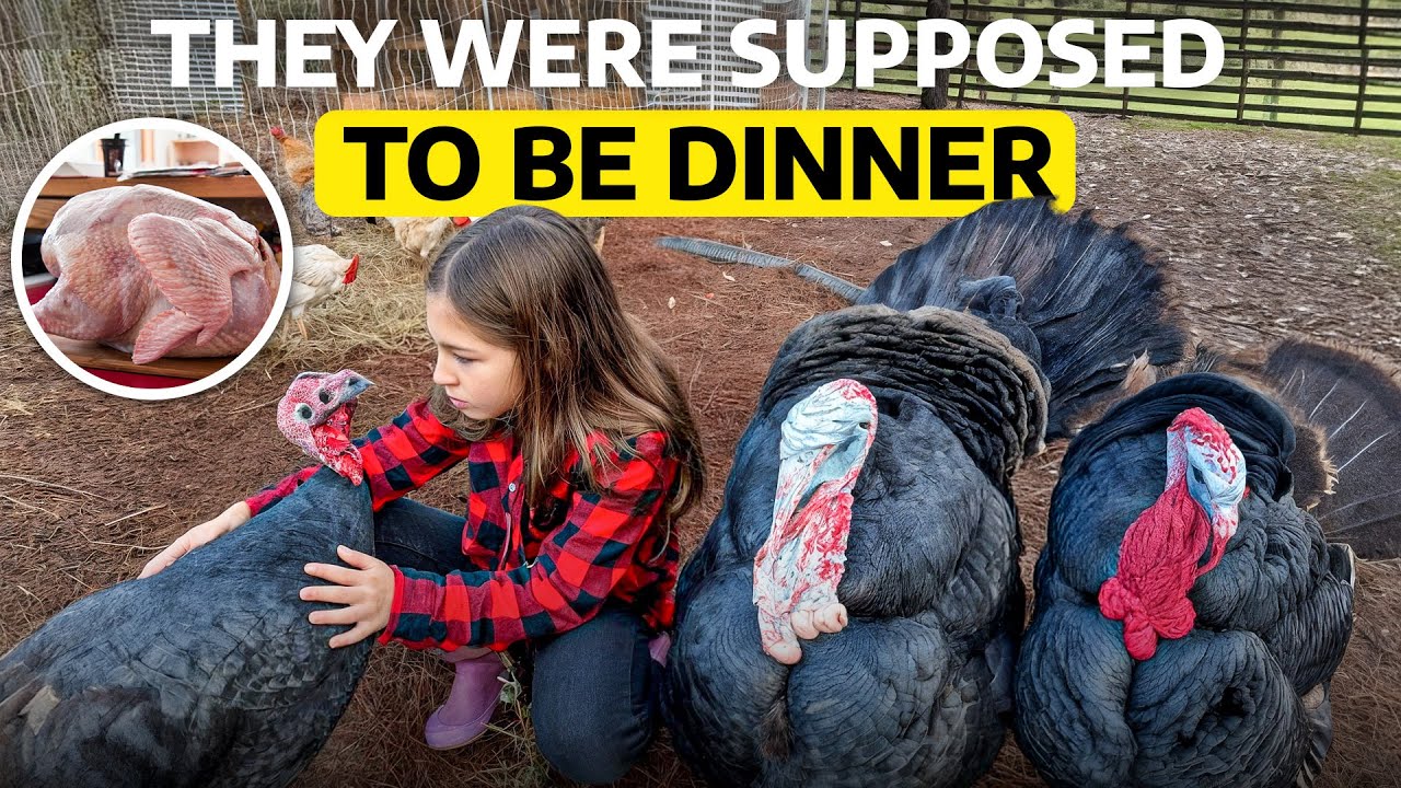 Что вам НИКТО не расскажет о выращивании ИНДЕЙКИ!