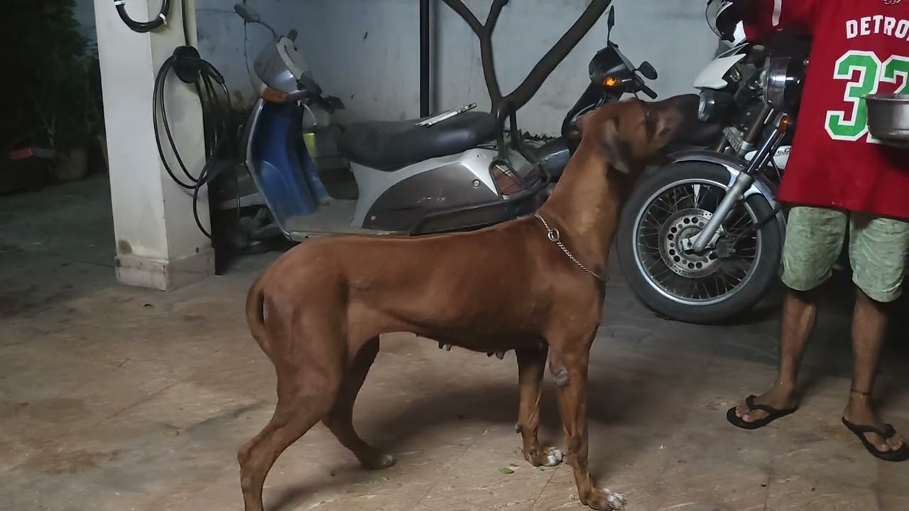 RHODESIAN RIDGEBACK 