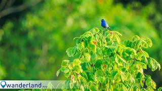 Birds, Butterflies, and Back Button Focus! (Canon R5II/R7)
