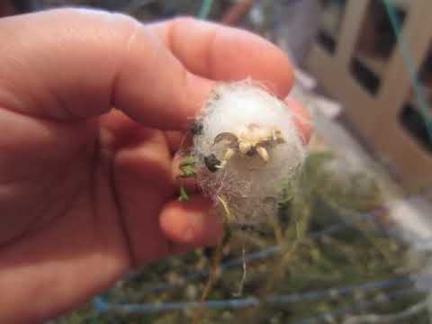 აბრეშუმის პარკი მოსავლის აღება ბათუმი მე – 8 საჯარო სკოლა მ. წივწივაძე