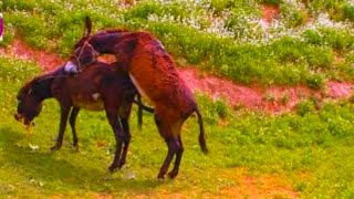 Immediately donkey meeting video | donkey meeting viral video #shorts
