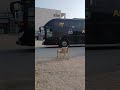 Al Sanoobar Express Bus | #shortvideo #trending #youtubeshorts #automobile