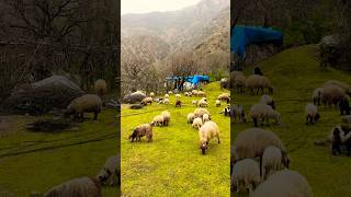 Nomadic shepherd sheeps plateau life travel views #nomadiclife #nomadic #sheep #shepherd #mountains
