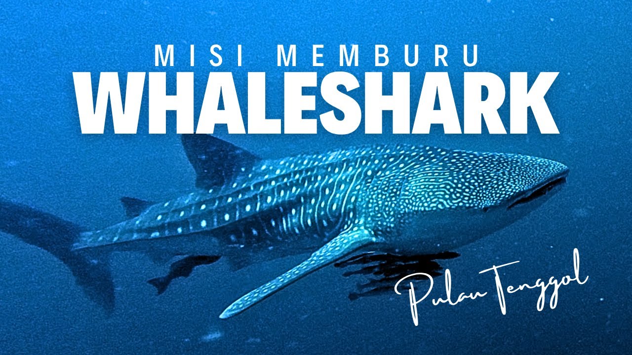 Dekat Terengganu pun ada whaleshark?! | Misi diving memburu whaleshark di Pulau Tenggol 🐋