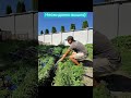 Сюрприз )#GreenDab #газон #озеленение #автополив #полив
