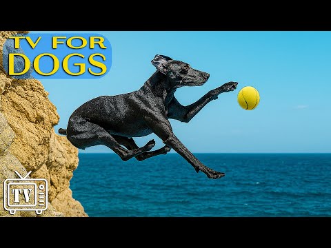 🔴 LIVE Dog Music | Anti-Anxiety Calming Music for Dogs to Keep Happy Home Alone Dogs | Dog TV