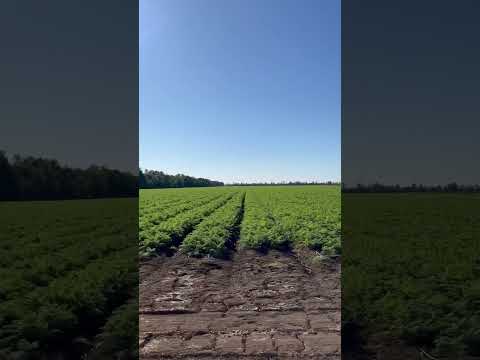 Морковь Абакан Крым