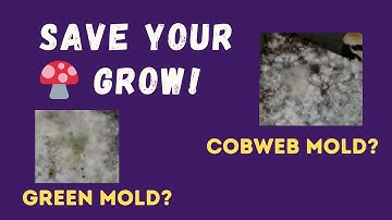 Cobweb vs Trichoderma Mold 🍄 How to Spot & Save Your Mushroom Grow
