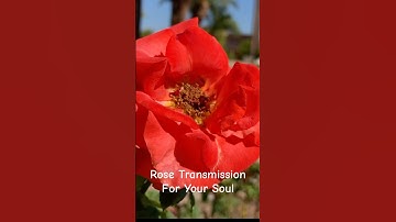 Rose Healing Transmission #rose #frequency