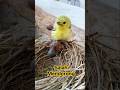 ANAK BURUNG KEDASIH SALAH MENDORONG SODARA TIRINYA AKHIRNYA GAGAL #SHORTS