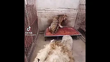 قتال اسد جائع اسد ونمر 