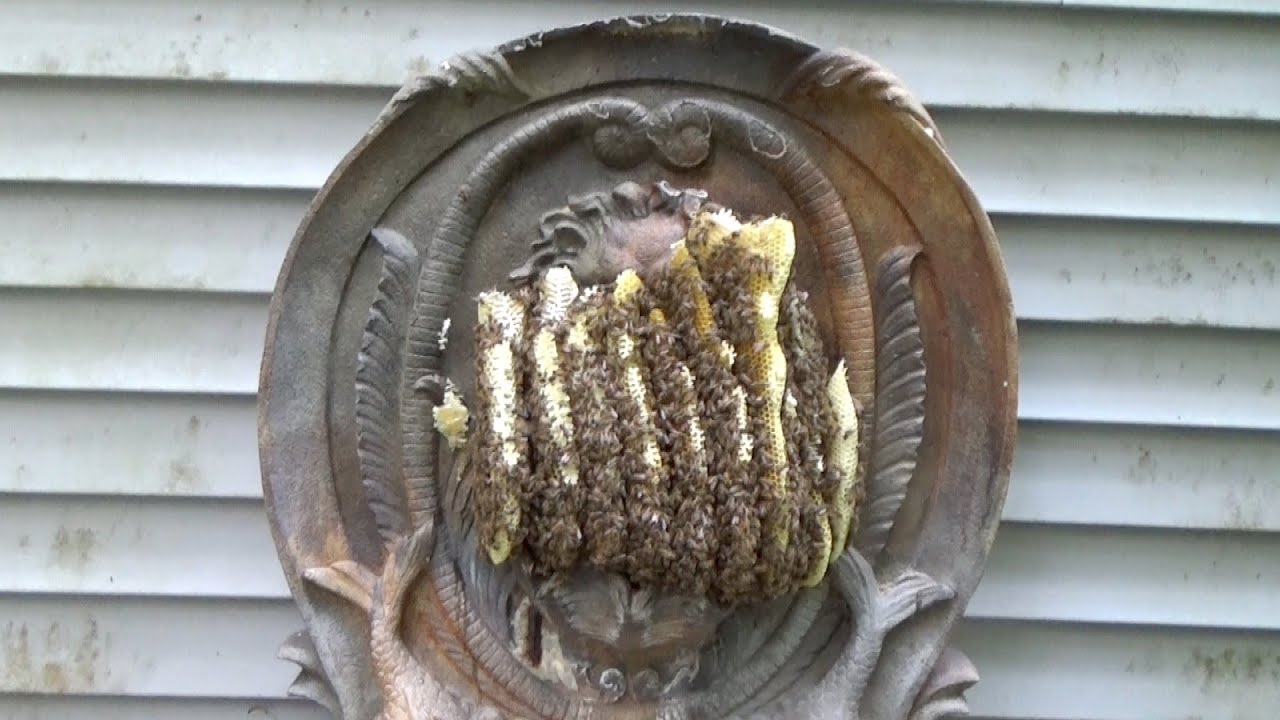 The bees have been relocated and the lion can finally breath again!