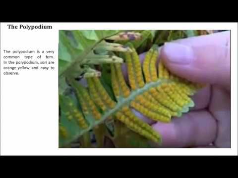 Reproduction Of Ferns - Part One - Youtube