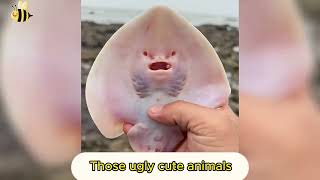 Top cute ugly animals in the world #short #cuteuglyanimal #kuteentertainment