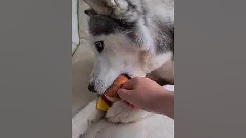 101DogSpots Body Language Resource Guarding