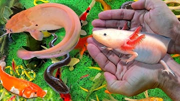 Video Bắt Cá Trê Lớn, Cá Cảnh Đẹp, Cá Lóc, Cá Chép, Cá Vàng, Cá Lau Kiếng