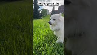 #puppy #happy #nature #norway#oslo #cute #nature#dog #pets #doglife #volpinoitaliano ❤️🌇🥰☀️🤩🐶❤️