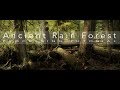 Photoshop Editing Tips | Post processing an Old Growth Forest to Enhance Drama and Depth