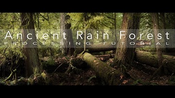 Photoshop Editing Tips | Post processing an Old Growth Forest to Enhance Drama and Depth