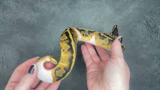 Enchi Piebald 100% het VPI Axanthic Ball Python - 2023.14-2