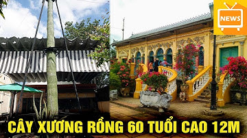 Cận Cảnh Cây Xương Rồng 60 Tuổi, Cao 12m Trong Nhà Cổ Nổi Tiếng Nhất Miền Tây - Tin Tức Mới