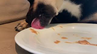 ASMR dog licking peanut butter w/ air conditioner hum at perfect level