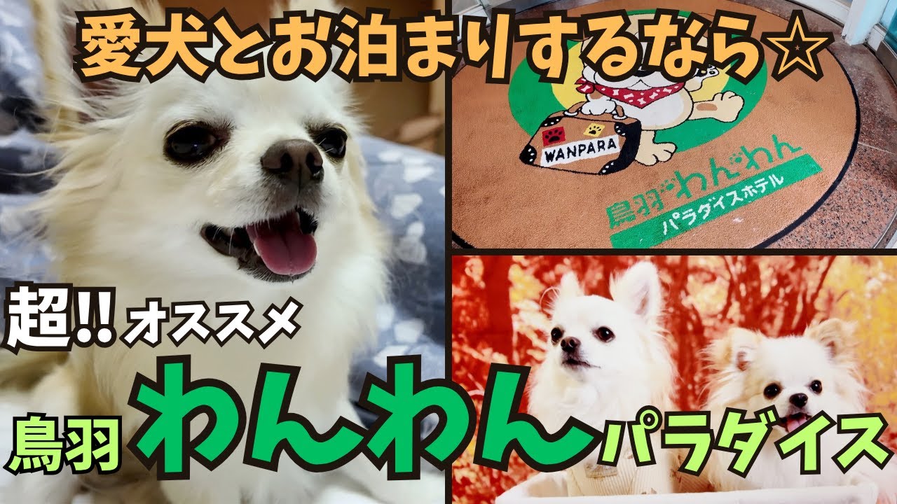 【鳥羽わんわんパラダイス🐶】愛犬とずっと一緒に居れて最高でした‼︎　『前編』