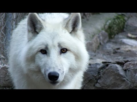 Arktički vuk (Canis lupus arctos) &rsquo;&rsquo;Beo zoo vrt&rsquo;&rsquo; 204