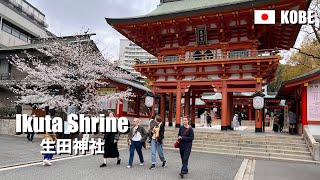 Urban Oasis Ikuta Shrine and Cherry Blossoms, Kobe, Japan | 4K Walking