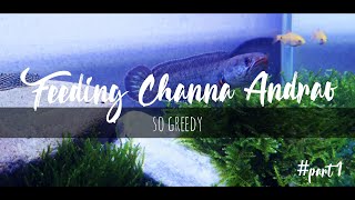 Feeding Times Channa Andrao | kasih makan baby channa andrao dengan ikan hidup