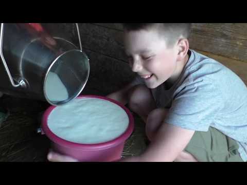Доение коров доильным