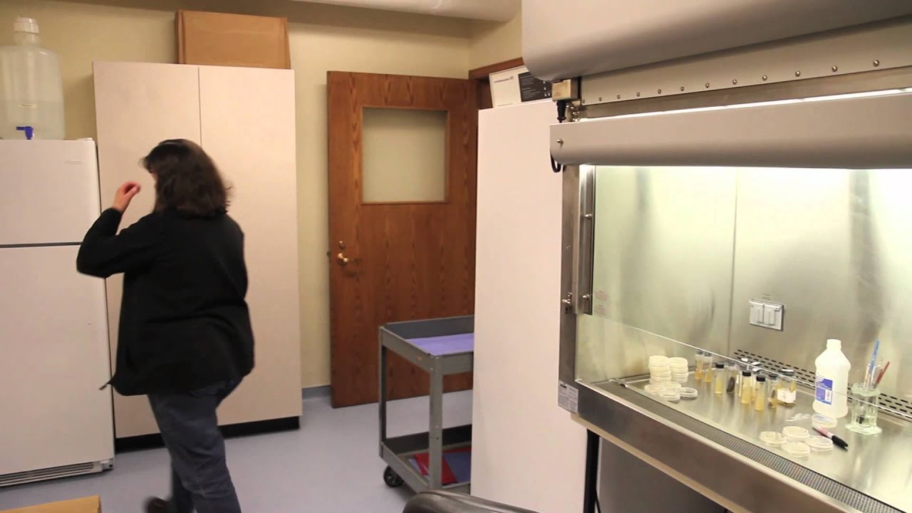 Science at FMNH - Ascomycete Fungi