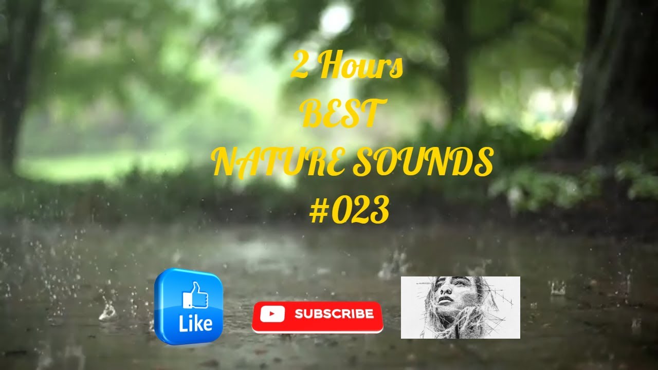 🙏🏻⛈️ RAIN SOUNDS ¤001¤ FOREST SOUNDS and TIBETAN BOWLS for SLEEP ...