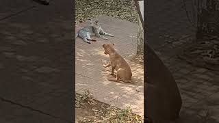 Stella Bhairavi Ram shareing moment