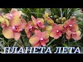 №455/ НЕБОЛЬШАЯ поставка СВЕЖИХ орхидей в с/ц   ПЛАНЕТА ЛЕТА  Много УЦЕНЕННЫХ орхидей