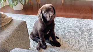 A Lil Conversation with Mars | Our Chocolate Lab Puppy by Vika 266 views 2 months ago 1 minute, 9 seconds