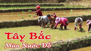 Tây Bắc Mùa Nước Đổ | Cách Canh Tác Ruộng Bậc Thang Của Người Dân Tộc H