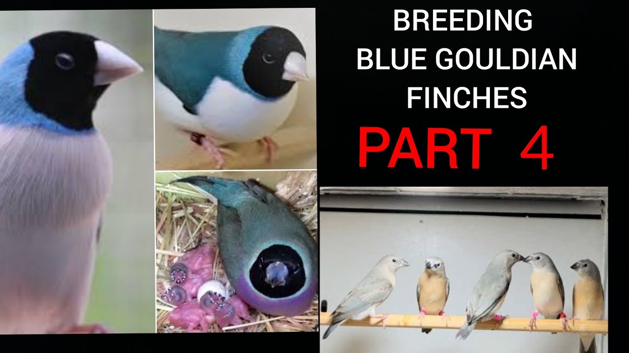 Breeding Blue Gouldian Finches Part 4 My bird leg rings
