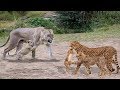 Lion Robbed Prey From Cheetah | Leopard Hunts Impala