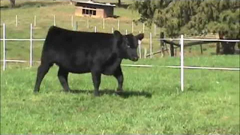 Buchanan's Anita T16