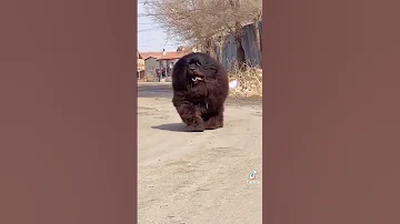 Tibetan mastiff 🔥