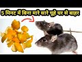 ना दवाई ना केमिकल 5 मिनट में घरेलू तरीके से भगाए 😱 chuhe bhagane ka tarika / sajida kitchen tips