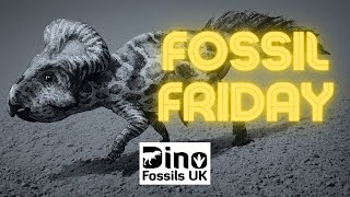 Fossil Friday Ep 2 - Protoceratops Teeth