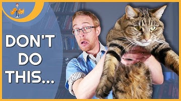 How to Pick Up A Cat (like a veterinarian)