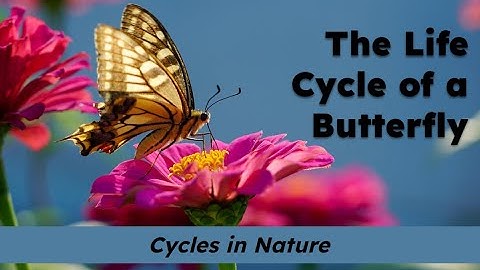 CKLA Grade 2 Domain 6 Lesson 8 The Life Cycle of a Butterfly