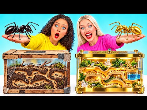 1,000 Ants vs 1,000 Ants | Rich vs Poor Ant Farm Challenge by Multi DO Smile