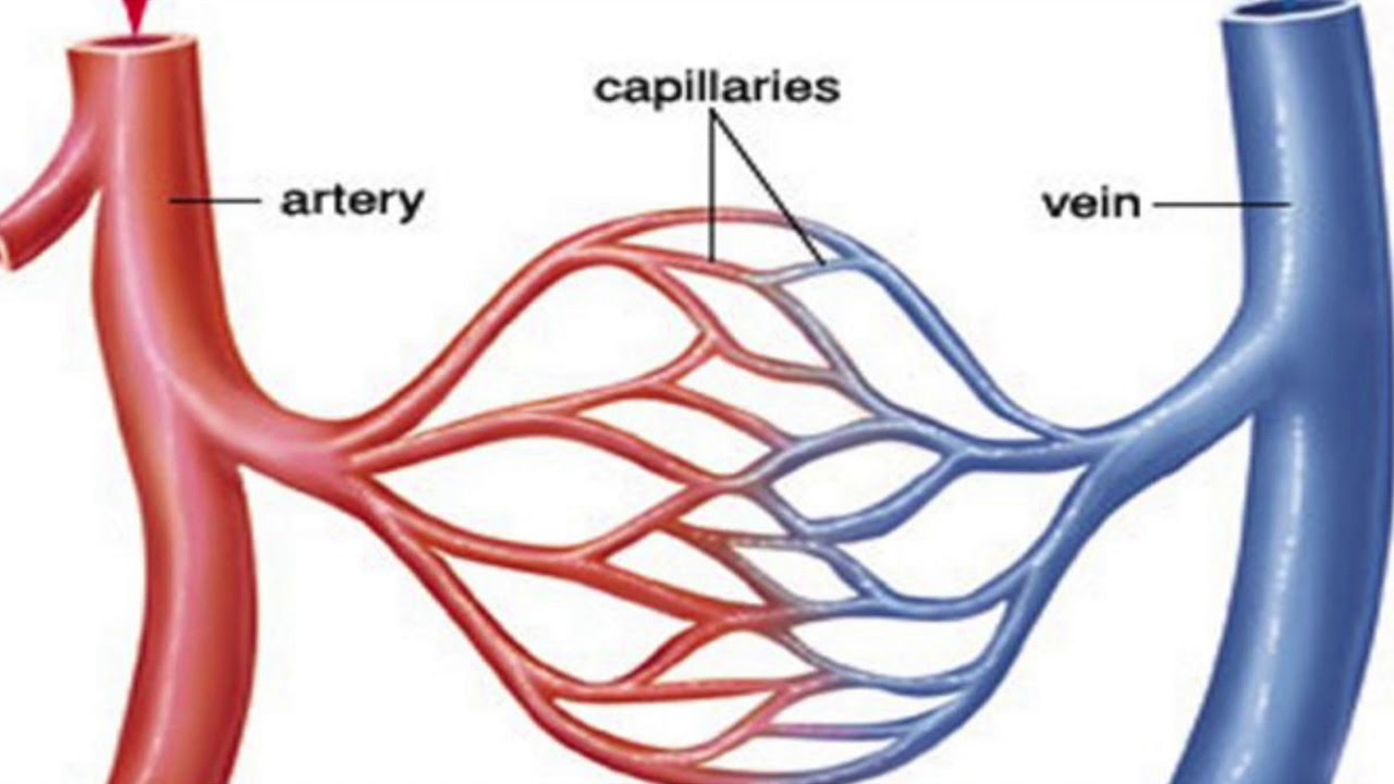 Кровеносная система сердце вены артерии капилляры. Артерии сосуды капилляры. Капилляры арт. Вена кровеносный сосуд.