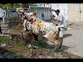 Dangerous Bull Qurbani Eid-Ul-Adha 2020